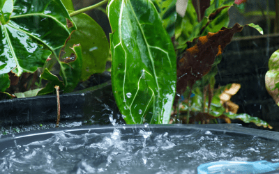 Top 10 Common Issues with Rainwater Harvesting System Drains