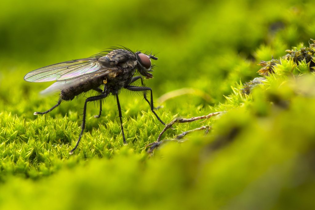 A Fly thats related to the drain flies in AUstralia