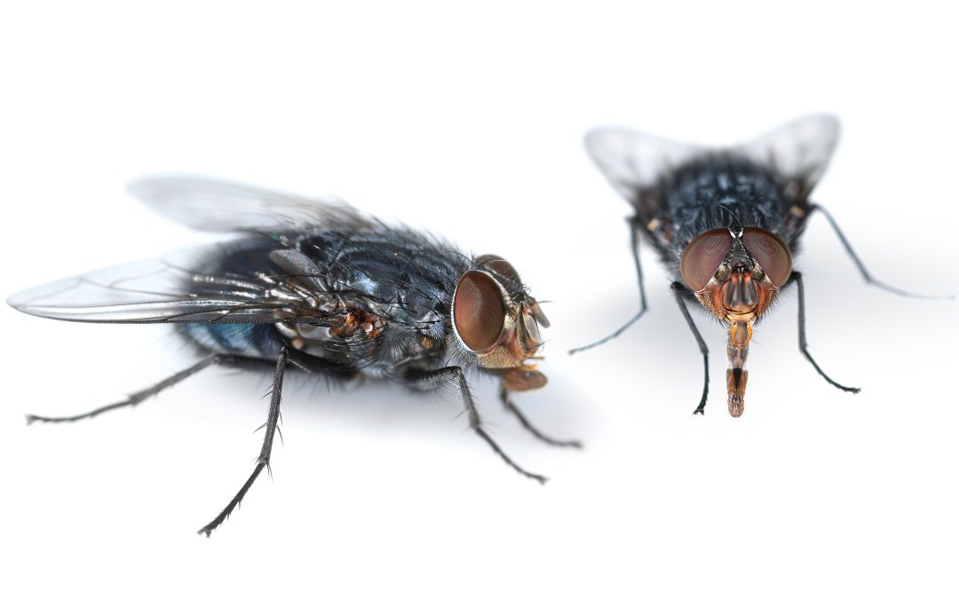 Effective Tips and Tricks to Eliminate Drain Flies in Australia